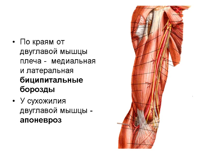 По краям от двуглавой мышцы плеча -  медиальная и латеральная биципитальные борозды У